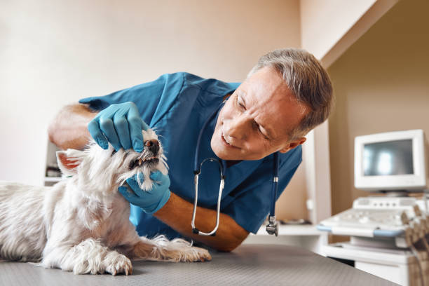 Best Broken or Chipped Tooth Repair in Medina, WA